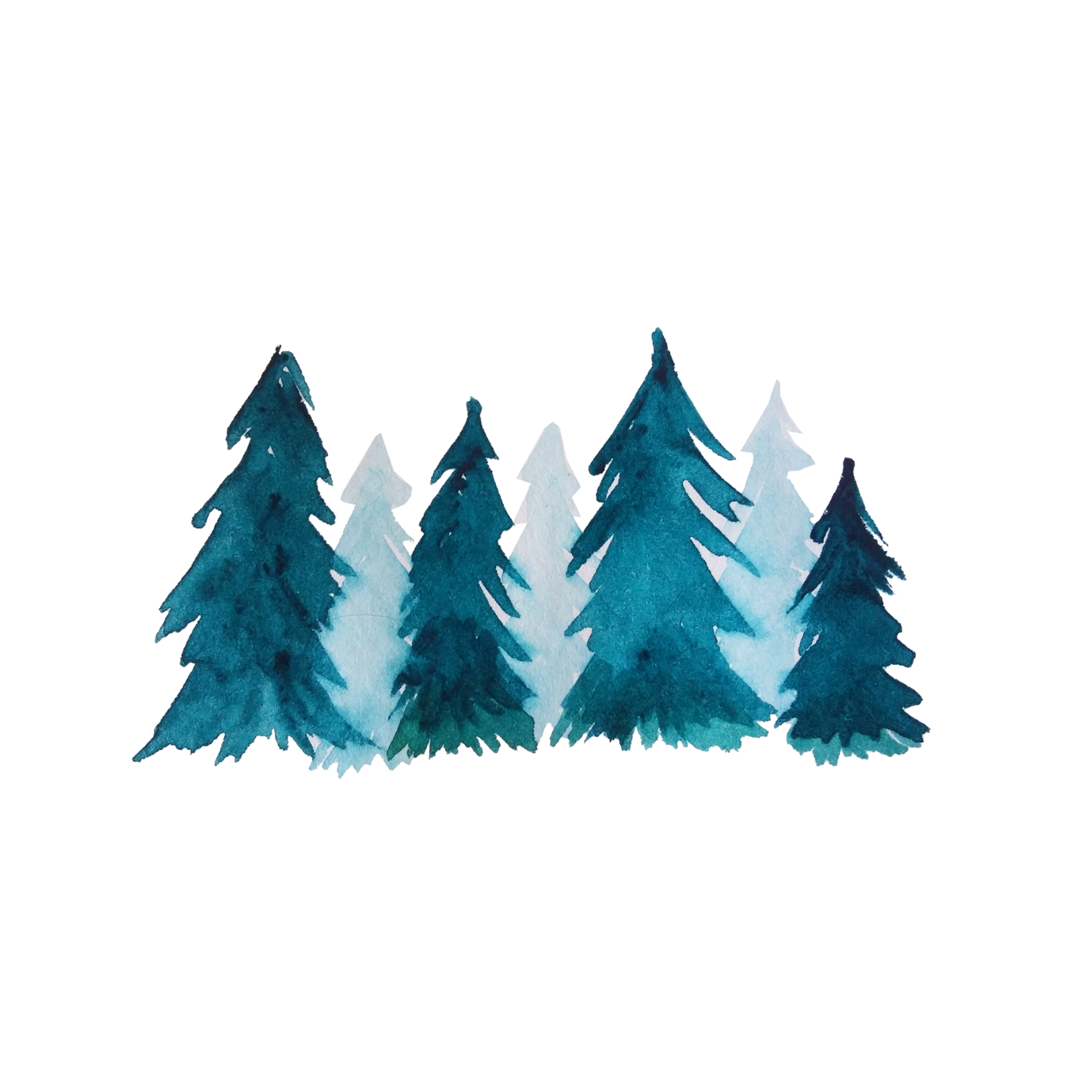 sapin roi d'hiver